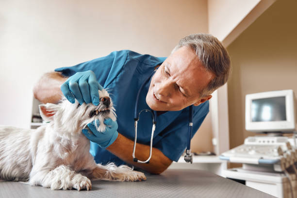 Best Emergency Treatment for Dental Infections or Abscesses in Encantada Ranchito El Calaboz, TX